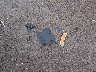 WBA3N9C59GK****** Wrecked 2016 BMW 428i in Ohio State