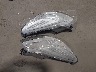1FMCU0F73FU****** Wrecked 2015 Ford Escape in North Dakota State