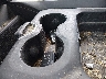 3C6UR5DJ5KG****** Salvage 2019 RAM 2500 in New York State