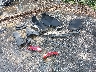 KNAG64J76T5****** Destrozados 2026 Kia K5 en Estado de Maryland