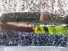 19XFC2F74HE****** Used 2017 Honda Civic in Bowling Green