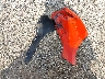 1C3CDFBB4FD****** Destrozados 2015 Dodge Dart en Estado de Nueva York