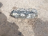 WVGAV7AX7JK****** Wrecked 2018 Volkswagen Tiguan in Arizona State