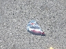 4T1BE32K34U****** Destrozados 2004 Toyota Camry en Estado de California