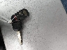 5J6YH28378L****** Salvage 2008 Honda Element in New Hampshire State