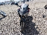 MLHNC5107M5****** Usados y Reparables 2021 Honda CBR300R en Estado de Luisiana