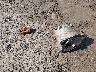 00000YDV370****** Wrecked 2005 Sea-Doo Rxp-260 in Maine State