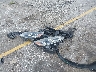 1FMCU0G65NU****** Destrozados 2022 Ford Escape en Estado de Florida