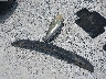 5NPEB4AC5EH****** Wrecked 2014 Hyundai Sonata in Florida State