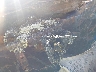 5TBRT34173S****** Repairable 2003 Toyota Tundra in North Carolina State