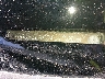 1HGCP3F86CA****** Usados 2012 Honda Accord en El Paso