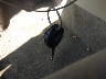 2T1BU4EEXDC****** Salvage 2013 Toyota Corolla in Maryland State
