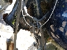 1HD1JBB155Y****** Salvage 2005 Harley-Davidson Softail Deuce in Louisiana State