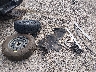 1FTEW2LP3TK****** Destrozados 2026 Ford F-150 en Estado de Luisiana