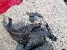 2C3CCACG8CH****** Repairable 2012 Chrysler 300