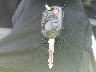 1FMCU9DG3BK****** Salvamento 2011 Ford Escape en Estado de Carolina del Norte