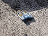 1FTEX1EP6GF****** Wrecked 2016 Ford F-150 in Virginia State