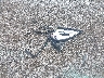 1G1PA5SG4F7****** Destrozados 2015 Chevrolet Cruze en Estado de Pennsylvania