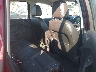 1FADP5BUXDL****** Destrozados 2013 Ford C-Max Hybrid en Northern Virginia