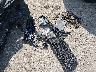 2C3CDXJG0HH****** Salvage and Wrecked 2017 Dodge Charger in Wichita