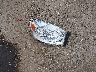 1D7HA16P47J****** Wrecked 2007 Dodge Ram 1500 in Oklahoma State
