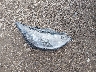 5NPEG4JAXLH****** Wrecked 2020 Hyundai Sonata in Indiana State
