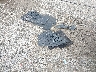 1N4AL21EX8C****** Wrecked 2008 Nissan Altima in Ohio State