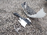 19XFB2F56FE****** Wrecked 2015 Honda Civic in New Jersey State