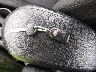 KMHTC6AD5EU****** Salvage 2014 Hyundai Veloster in Illinois State