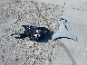 W1KMK4HB2TF****** Wrecked 2026 Mercedes-Benz Cle in California State