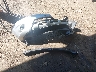 JN8AS5MT1DW****** Wrecked 2013 Nissan Rogue in Virginia State