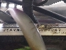 JYAVM01E71A****** Repairable 2001 Yamaha Xvs65 in Lake City