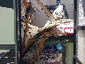 4X4FXLG27GF****** Destrozados 2016 Forest River Xlr Toy Hauler en Nashville