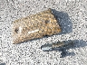 2HGFB6E50DH****** Wrecked 2013 Honda Civic in California State