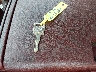 2GCEK19K9P1****** Salvage 1993 Chevrolet GMT-400 in South Carolina State