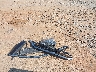 WA1BNAFY3L2****** Wrecked 2020 Audi Q5 in North Carolina State