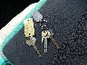JALE5W166D7****** Repairable 2013 Isuzu NQR in Chicago South