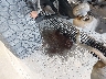 1GCHK23G13F****** Repairable 2003 Chevrolet Silverado 2500 HD