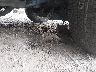 3TMCZ5AN8HM****** Salvamento y Reparables 2017 Toyota Tacoma en Estado de Luisiana