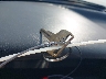JT2ST87F5M0****** Salvage 1991 Toyota Celica in Texas State