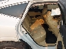 5J6TF2H53AL****** Wrecked 2010 Honda Accord Crosstour in Spokane