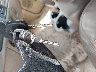 1GTEC19X94Z****** Repairable 2004 GMC Sierra 1500 in Austin
