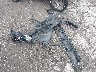 3FA6P0LU3KR****** Reparables 2019 Ford Fusion Hybrid