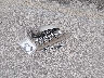 2G4WS52J721****** Wrecked 2002 Buick Century in Missouri State