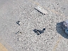 4T1BF3EK4BU****** Wrecked 2011 Toyota Camry in California State