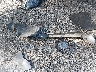 1N4AL3AP7FN****** Wrecked 2015 Nissan Altima in Virginia State