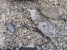 5XXGU4L39GG****** Wrecked 2016 Kia Optima in West Virginia State
