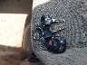 1G2ZG58B274****** Salvage 2007 Pontiac G6 in Oregon State
