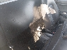 WMWXP5C55G3****** Wrecked 2016 MINI Hardtop in Albuquerque