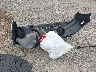 19XFB2F50CE****** Wrecked 2012 Honda Civic in New York State
